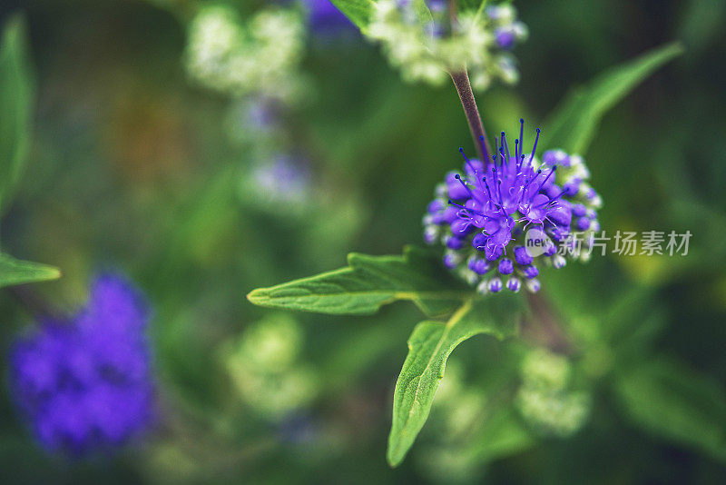 蓝雾绣线菊大量生长。Caryopteris Clandonensis